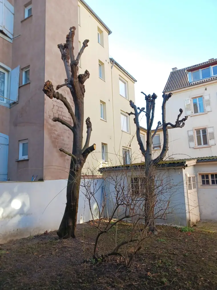 La même cour après élagage et nettoyage complet du terrain