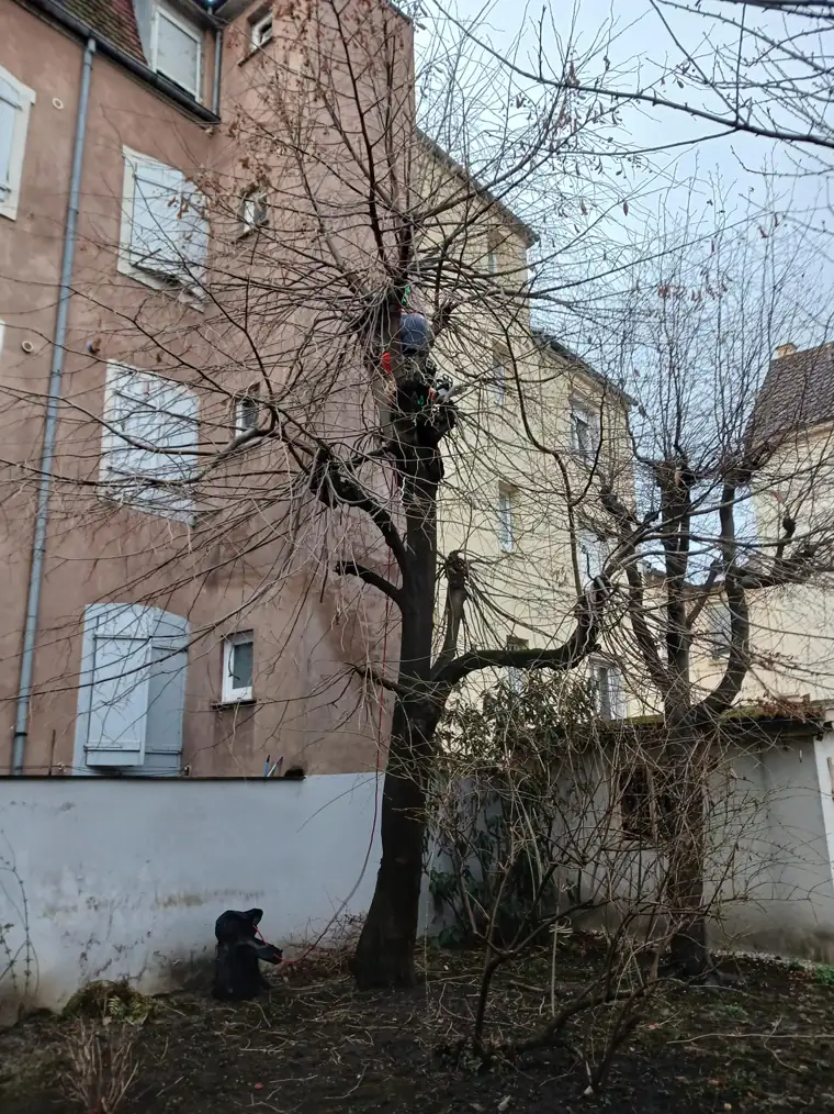 Arbres non taillés dans une cour d'immeuble avant intervention