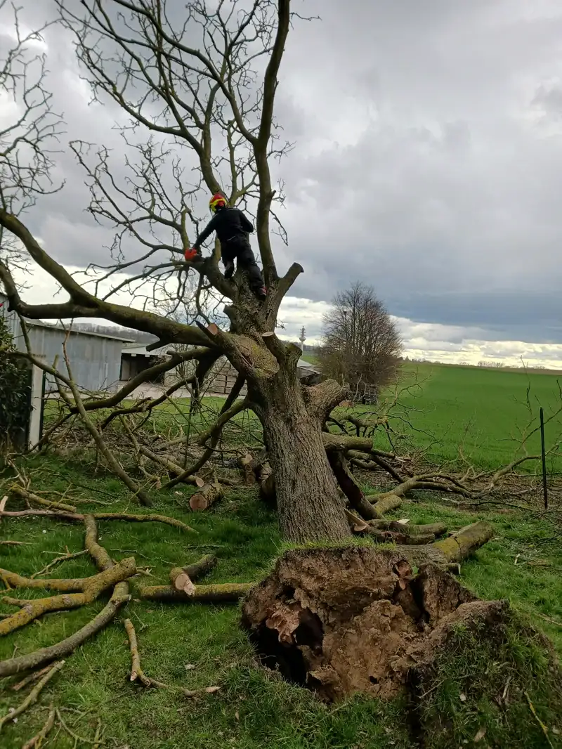 Chêne déraciné par le vent, débité branche par branche par l'élagueur grimpeur