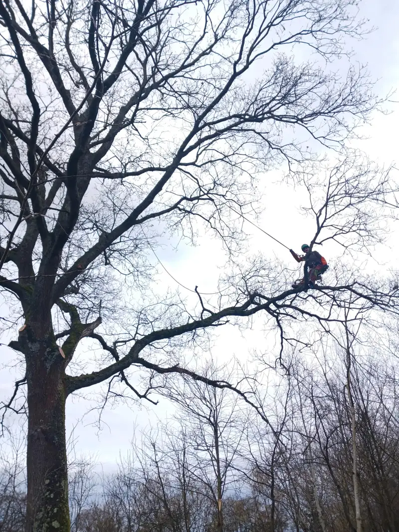 Élagueur grimpeur dans un grand chêne en hiver