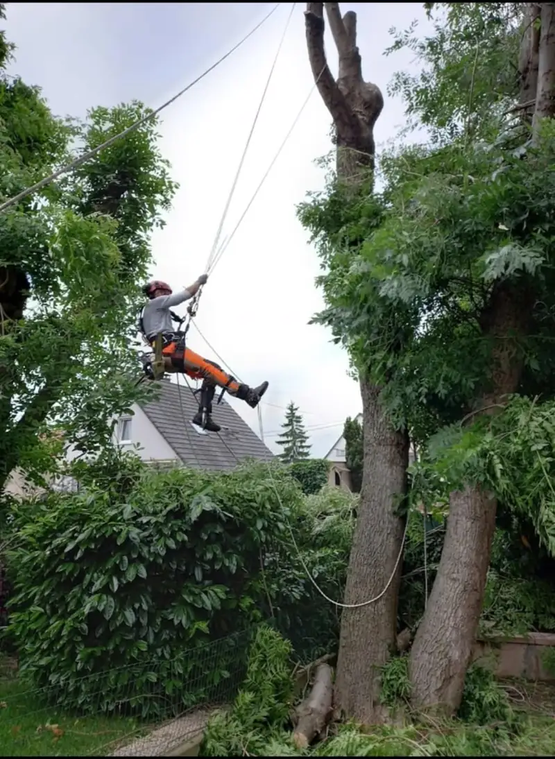 Élagueur grimpeur suspendu sur corde au-dessus d'un jardin