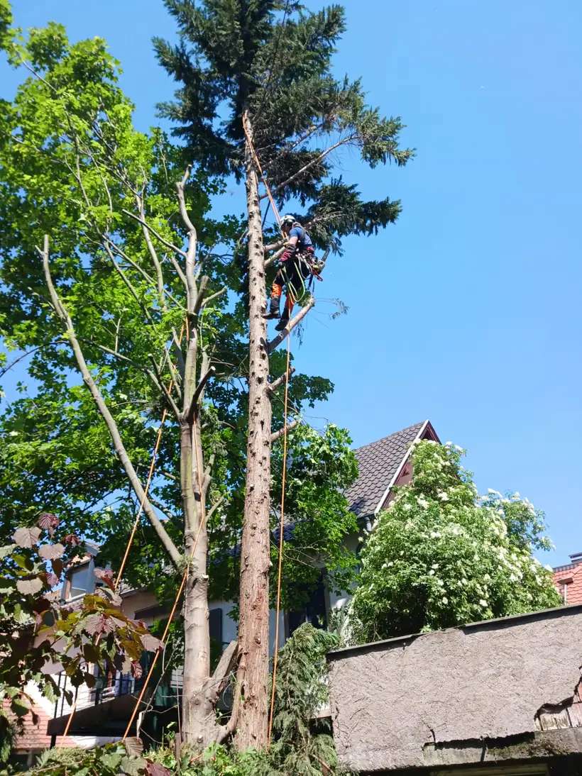 Démontage par sections d'un sapin entre deux maisons