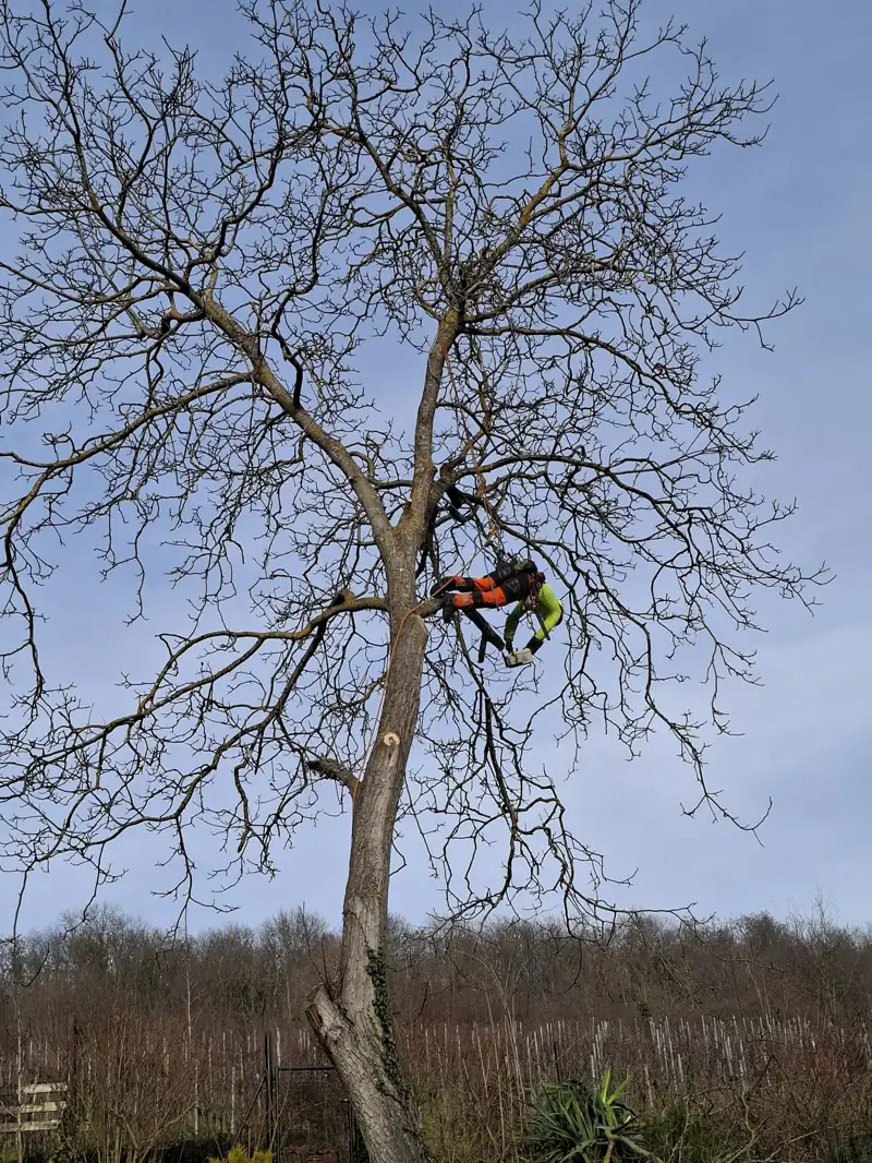 Élagueur grimpeur en suspension dans un noyer