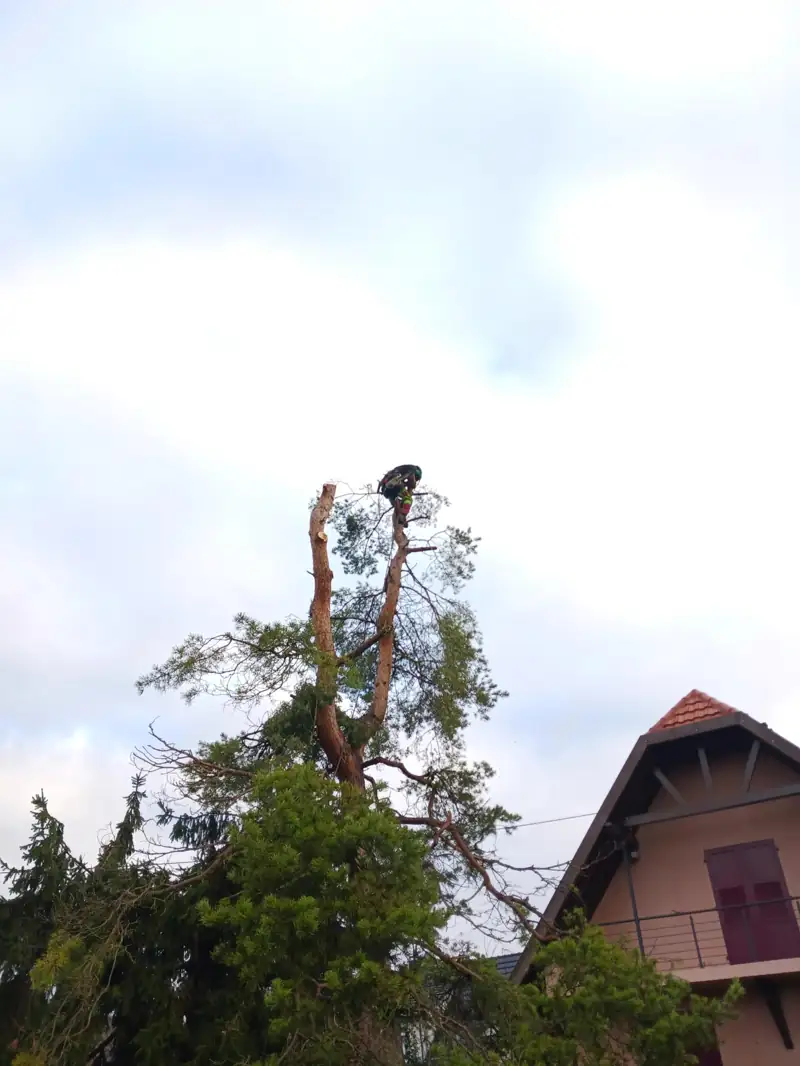 Démontage de la cime d'un pin au-dessus d'une habitation