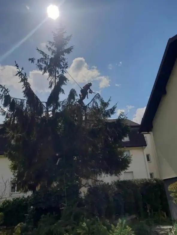 Élagueur au sommet d'un sapin entre deux maisons
