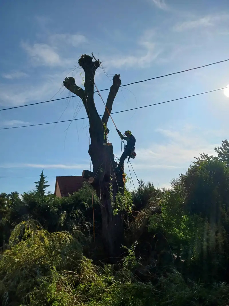Démontage d'un saule situé sous des lignes aériennes
