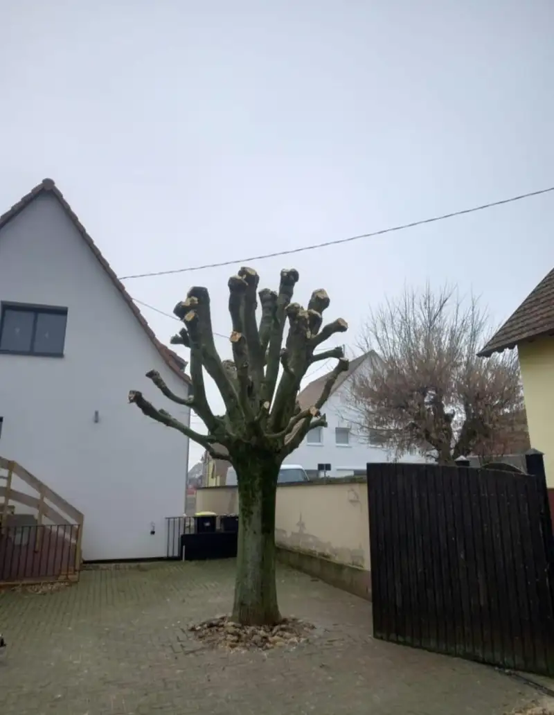 Arbre rabattu en têtard sur une cour pavée nettoyée