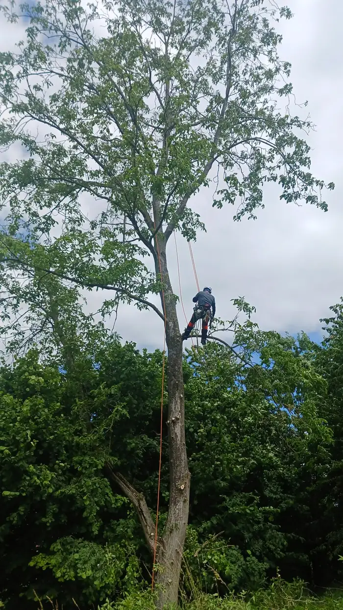 Abattage d'un arbre par démontage du tronc