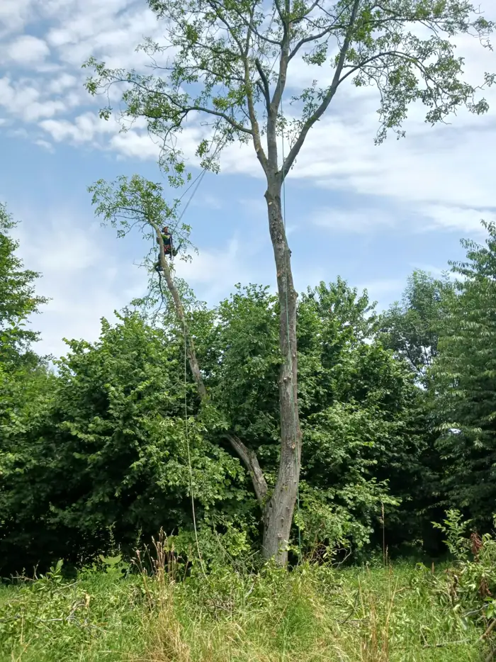 Taille d'un arbre fruitier en verger